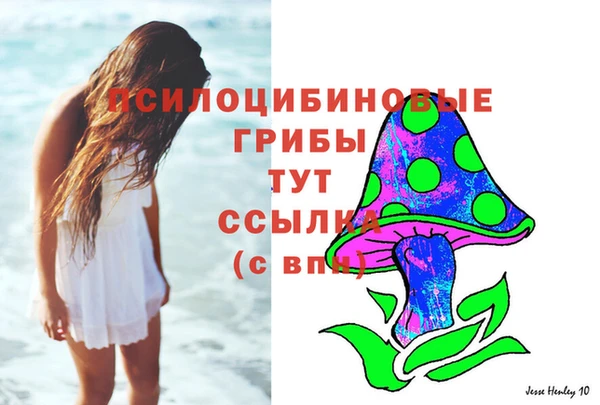 гашик Новозыбков